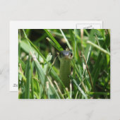 Carte Postale Serpent à jarre à facettes rouges dans l'herbe (Devant / Derrière)