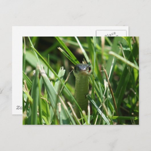 Carte Postale Serpent à jarre à facettes rouges dans l'herbe (Devant / Derrière)