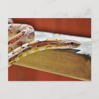 Carte Postale Serpent à maïs rouge coulissant