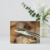 Carte Postale Serpent à ruban. (Debout devant)