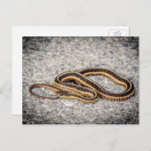 Carte Postale Serpent à ruban de l'Est (Serpent à grains) (Devant / Derrière)