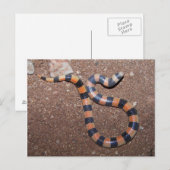 Carte Postale Serpent à sable variable d'Arizona (Devant / Derrière)