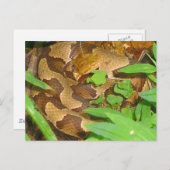 Carte Postale Serpent à tête de cuivre (Devant / Derrière)