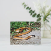 Carte Postale Serpent à tête noire des plaines (Debout devant)