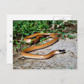 Carte Postale Serpent à tête noire des plaines (Devant / Derrière)