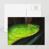 Carte Postale Serpent à vipère de la fosse de Green Stejneger (Devant / Derrière)