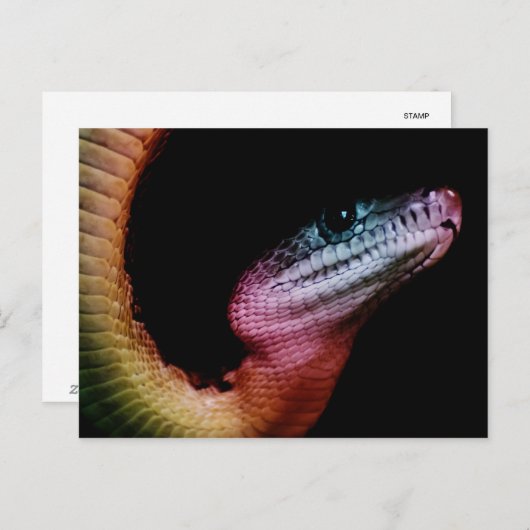 Carte Postale Serpent arc-en-ciel (Devant / Derrière)