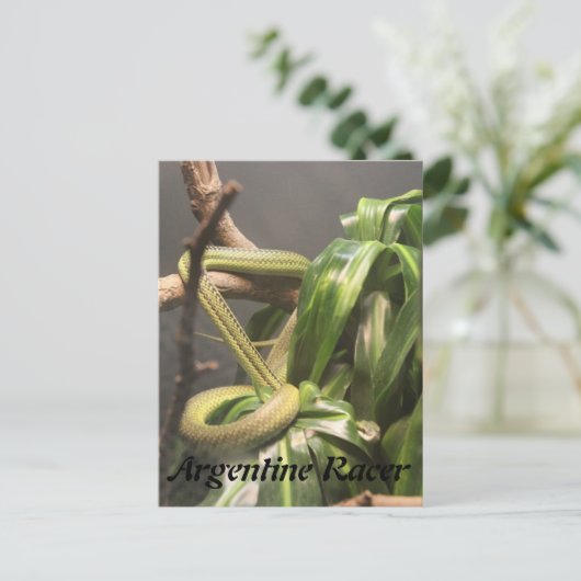 Carte Postale Serpent argentin (Debout devant)