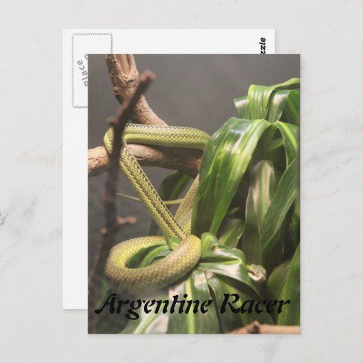 Carte Postale Serpent argentin (Devant / Derrière)