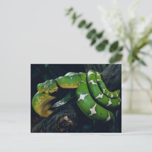 Carte Postale Serpent d'arbre (Debout devant)