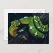 Carte Postale Serpent d'arbre (Devant / Derrière)