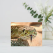 Carte Postale Serpent de bétail (Debout devant)