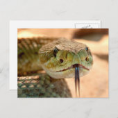 Carte Postale Serpent de bétail (Devant / Derrière)