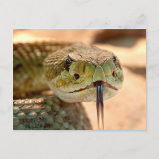 Carte Postale Serpent de bétail
