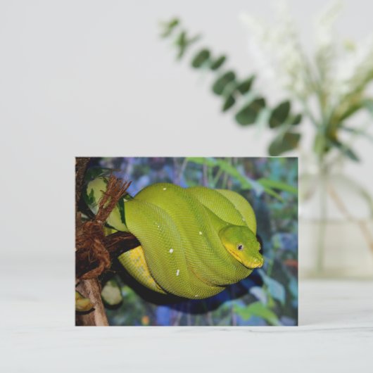 Carte Postale Serpent de Boa Emerald Tree (Debout devant)