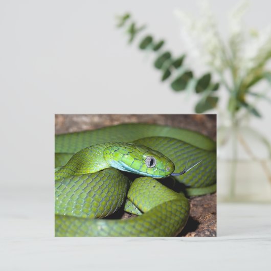 Carte Postale Serpent de chat vert (Debout devant)
