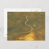 Carte Postale Serpent de Garrot de Pêche (Devant / Derrière)