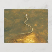 Carte Postale Serpent de Garrot de Pêche (Devant)