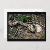Carte Postale Serpent de Hognose occidental (Devant / Derrière)