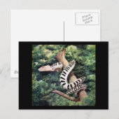 Carte Postale Serpent de piano (Devant / Derrière)