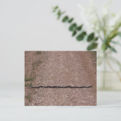 Carte Postale Serpent de Rat (Debout devant)