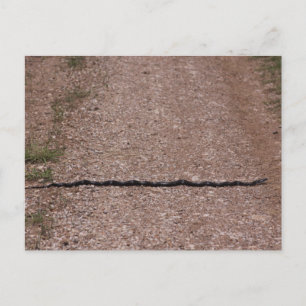 Carte Postale Serpent de Rat