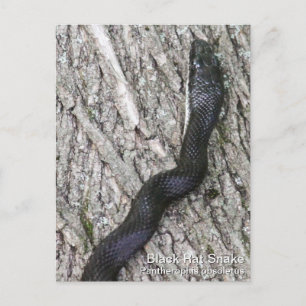 Carte Postale Serpent de rat noir