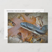 Carte Postale Serpent de rat noir - Elaphe obsoleta obsoleta (Devant / Derrière)