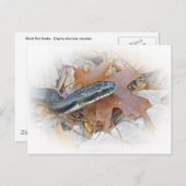 Carte Postale Serpent de rat noir - Elaphe obsoleta obsoleta (Devant / Derrière)