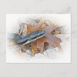 Carte Postale Serpent de rat noir - Elaphe obsoleta obsoleta