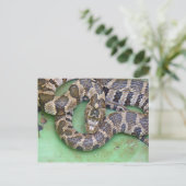 Carte postale Serpent d'eau du Nord. (Debout devant)