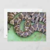 Carte postale Serpent d'eau du Nord. (Devant / Derrière)