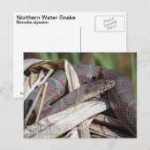 Carte Postale Serpent d'eau du Nord (Devant / Derrière)