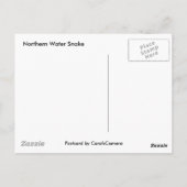 Carte Postale Serpent d'eau du Nord reposant sur le journal de p (Dos)