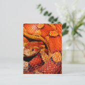 Carte Postale Serpent des tapis (Debout devant)