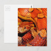Carte Postale Serpent des tapis (Devant / Derrière)