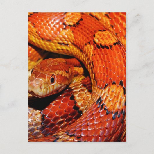 Carte Postale Serpent des tapis (Devant)