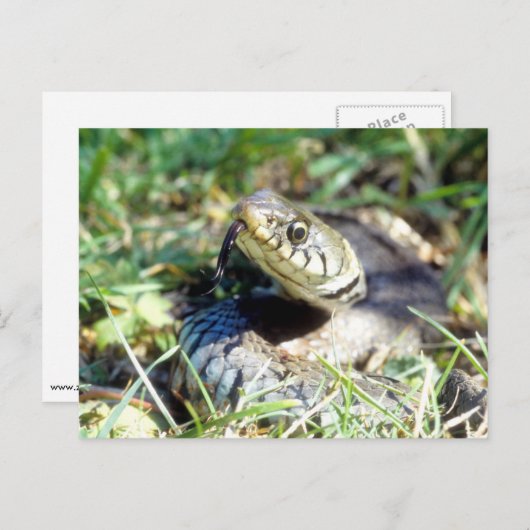Carte Postale Serpent d'herbe (Devant / Derrière)