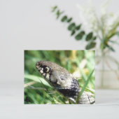 Carte Postale Serpent d'herbe (Debout devant)