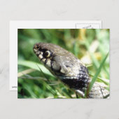 Carte Postale Serpent d'herbe (Devant / Derrière)