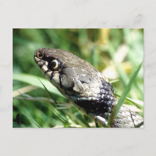 Carte Postale Serpent d'herbe (Devant)