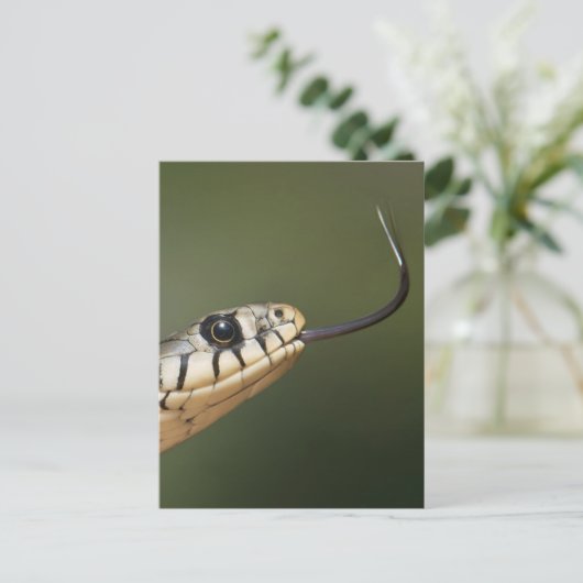 Carte Postale Serpent d'herbe (Debout devant)