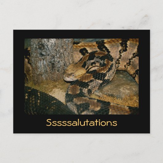 Carte Postale Serpent disant Ssalutations (Devant)
