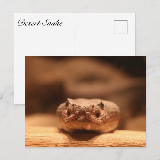 Carte Postale Serpent du désert (Devant / Derrière)