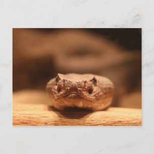 Carte Postale Serpent du désert