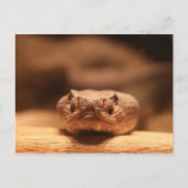 Carte Postale Serpent du désert (Devant)