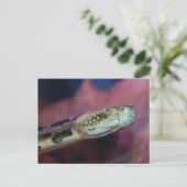 Carte Postale Serpent effrayant (Debout devant)