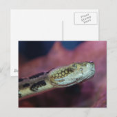 Carte Postale Serpent effrayant (Devant / Derrière)