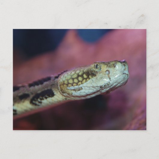 Carte Postale Serpent effrayant (Devant)