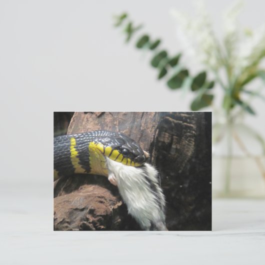 Carte Postale Serpent et souris (Debout devant)